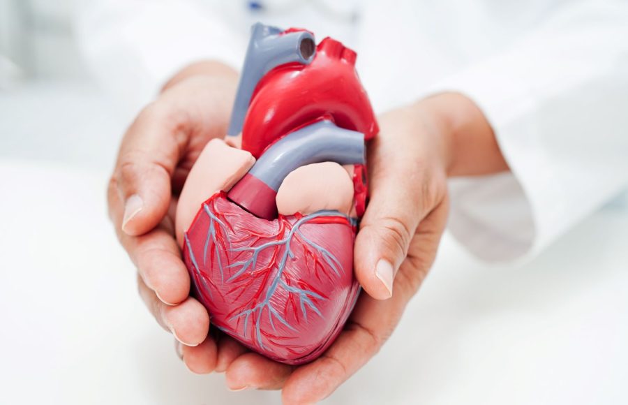 cardiovascular-disease-cvd-doctor-with-heart-human-model-anatomy-treatment-patient-hospital